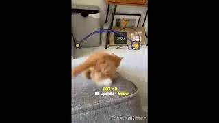 small kitten plays tony hawk pro skater