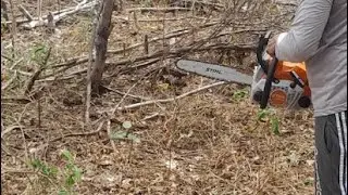 Brocando com o motosserra Stihl 172 no sertão.