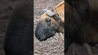The Strange Looking Takin is the National Animal of Bhutan 🇧🇹