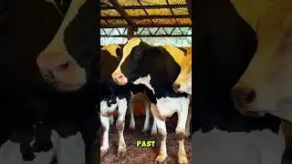 Могут ли коровы распознавать человеческие лица, как собаки или люди?🐄👀#шорты