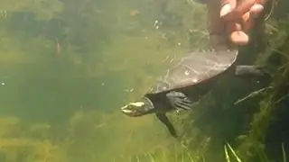 Rare Turtles Discovered in North Australia