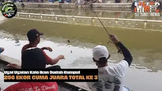 UGAL UGALAN‼️ 256 EKOR CUMA JUARA TOTAL KE 3