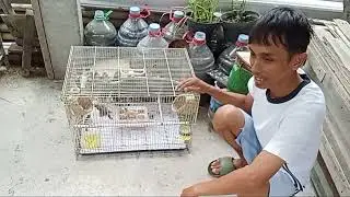 Burung ZEBRA FINCH yang mudah diternak/ditangkar dikandang aviari,dengan sistem koloni.