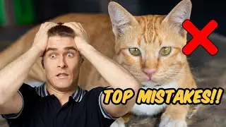 Common Mistakes Every Cat Owner Should Avoid!