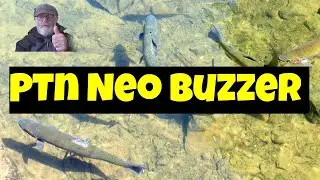 Flies for rainbow trout (PTN Neo Buzzer)