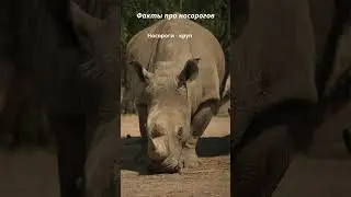 Факт о носорогах № 1 ❤️ 🦏#животные#факты#интересно#reels#animals#facts#носороги