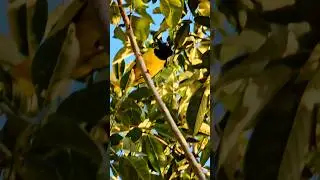 Inca green jay Playa del Carmen Mexico tropical Caribbean jungle city bird life #nature #explore