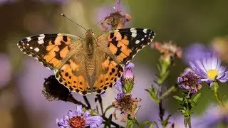 Бабочка репейница, или чертополоховка. Vanessa cardui. Насекомые Беларуси.