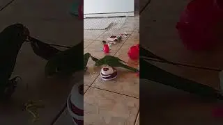 a lua &eacute; o sol brigando com a Ayumi.