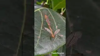 stechfliege#insects
