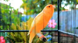 Spectacular Canary Song for 10 Minute Warm Up HD &ndash; Canary Warm Up 174