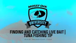 Finding And Catching Live Bait For Tuna Fishing