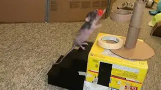 My sweet pet rat Donut climbing stairs & playing basketball!
