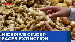 Nigeria&rsquo;s Ginger at Risk: Agrochemicals, Insecurity, and Falling Global Competitiveness