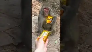 Funny monkey  ll Man distributing food among monkeys #viral #reels #video #trending#viraltrending