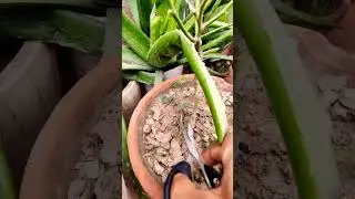 what Are Rose suckers / How to Remove them How to identified rose blind shoots #roseplantgrowingtips
