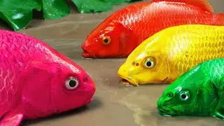 Stop Motion ASMR - Colorful KOI Fish Plan to Steal Golden Eggs | Underground Experiment