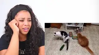 CATS VS CUCUMBERS COMPILATION | Reaction