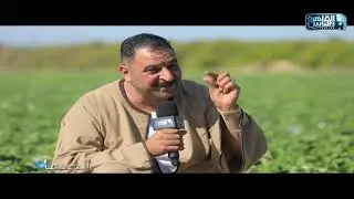 احمد العطار: 13 جنيه سعر شتلة الفراولة الواحدة وأزرع نحو 45 فدان من محصول الفراولة