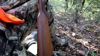 2021 Squirrel  hunting pa game lands