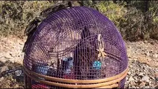 گرنٹی کے ساتھ بولے گا آپ کا تیتر Kala teeter ka voice partridge original sound 
