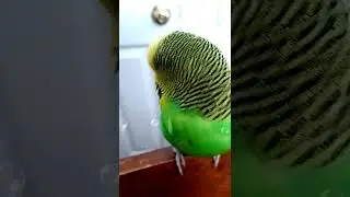 kiwi 😊 #shorts