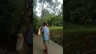 komola danga rengeta ge 😁 mama 👍❤️ Rabha traditional recipes 🥣🫕