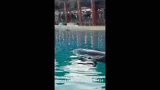 Orcas relaxing after activities at SeaWorld in San Diego