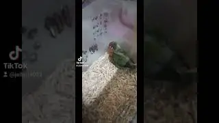 new bird meet potpot