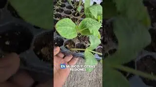 #semillas #chilacayote #siembra #huerto #jard&iacute;n #plantas