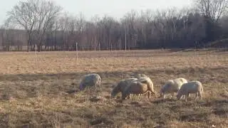 episode #54. Greg Judy discusses making a good profit with sheep