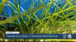 Researcher makes discovery that could aid Florida seagrass restoration