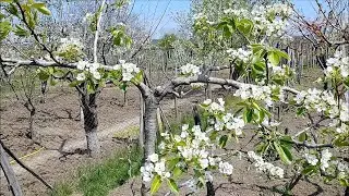 Compatibilitate altoire Par pe Mar