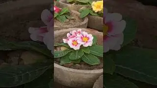 Beautiful flower#flowers #gardeningflowers #shorts