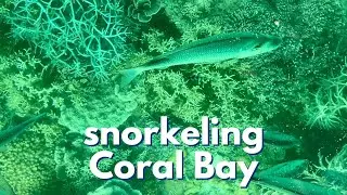 Snorkelling Right From the Beach! Coral Bay Australia