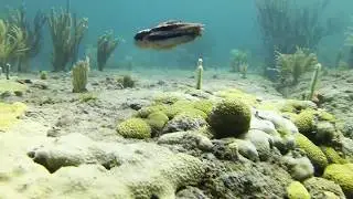 Octopus hummelincki / Filosus in Florida reef
