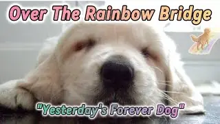 Rainbow Bridge Pet Loss Poem. Written the day after my dog crossed