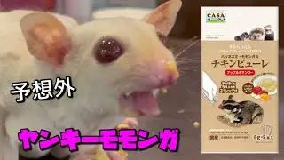 ヤンキーモモンガにチュールあげてみたら思ってたのと違った…