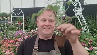 Welcome to Growing Crazy for Pelargoniums!