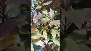 #PlantMagic #WildGreen #FreshGreens #EarthyVibes #NatureHealing