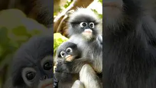 Dusky leaf monkey with her baby #wildlife #shorts