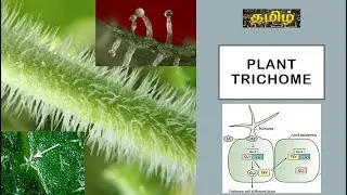 Plant Trichome. Plant physiology, Developmental biology. Botany. Tamil. #biology exams