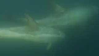 Kayaking: Rockfish and Risso’s Dolphins