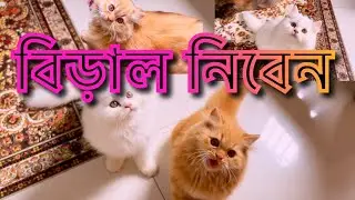 কিছু বিড়াল বিক্রি হবে ॥ কে কে নিতে চান ॥ contact with my Facebook page￼