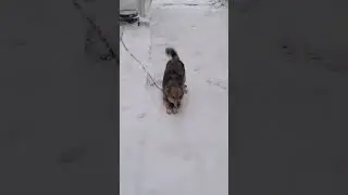 Пытается подружиться
