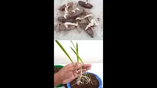DATE SEED GERMINATION | How to Grow Date Palm Tree from Seed-Sprouting Seeds#Shorts