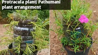 Protracula plant arrangement video🌿🌿 Pathumani plant.A small plant tower 🌿🌿