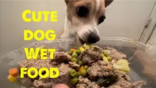 Cute dog eating wet food. #Asmr #Dogs #Dogasmr #Mukbang #Wetfood #Dog