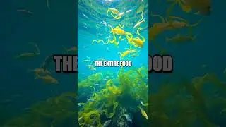 The Elusive Nature of Pelagic Algae