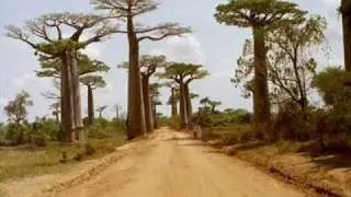 world most amazing trees.